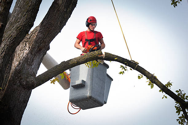 Palm Tree Trimming in Mansfield, AR